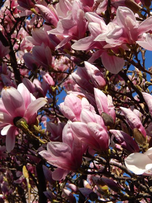 spring blooming flowers on trees