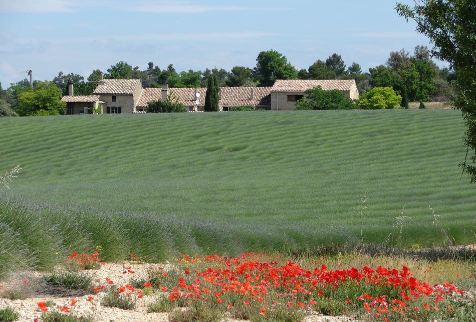 France Provence Lavender