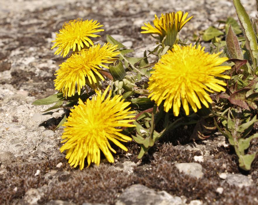 Quintuplet Yellow Sand