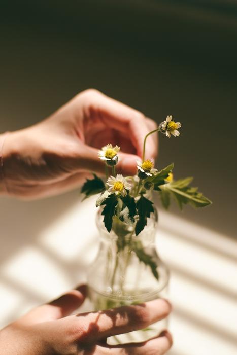 Person holding vase with the beautiful, white and yellow flowers with leaves