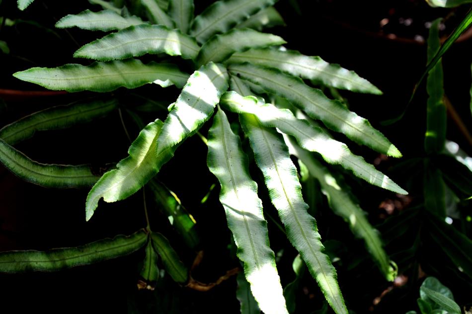 Houseplants Green