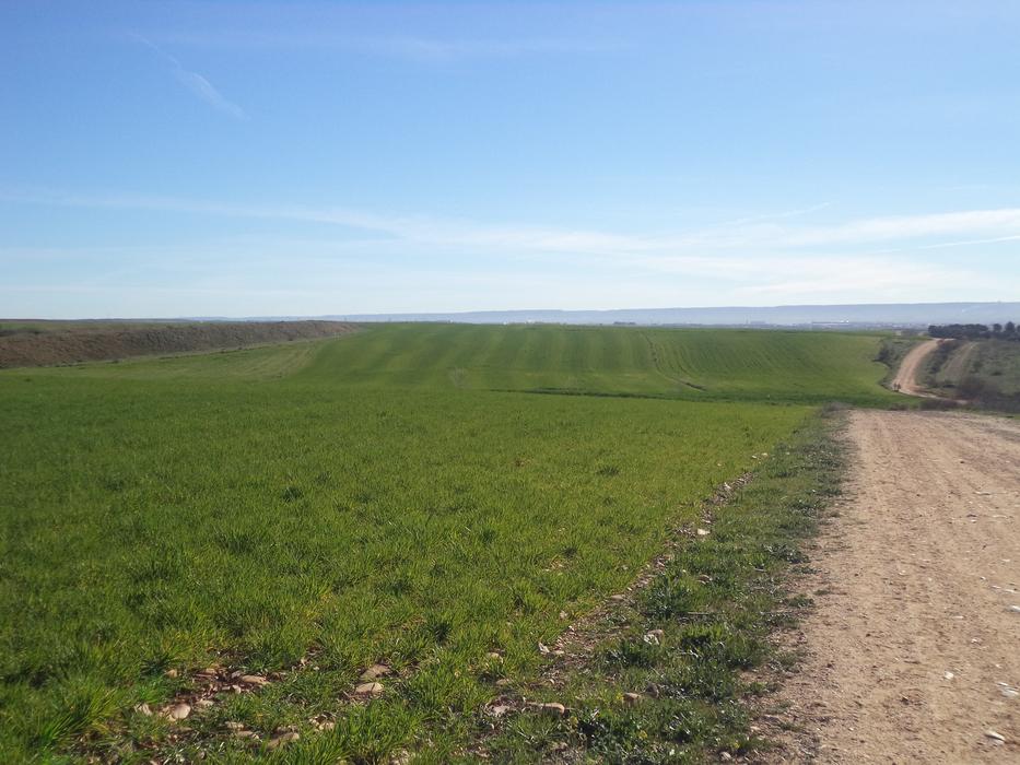 Barley Field Daganzo Madrid