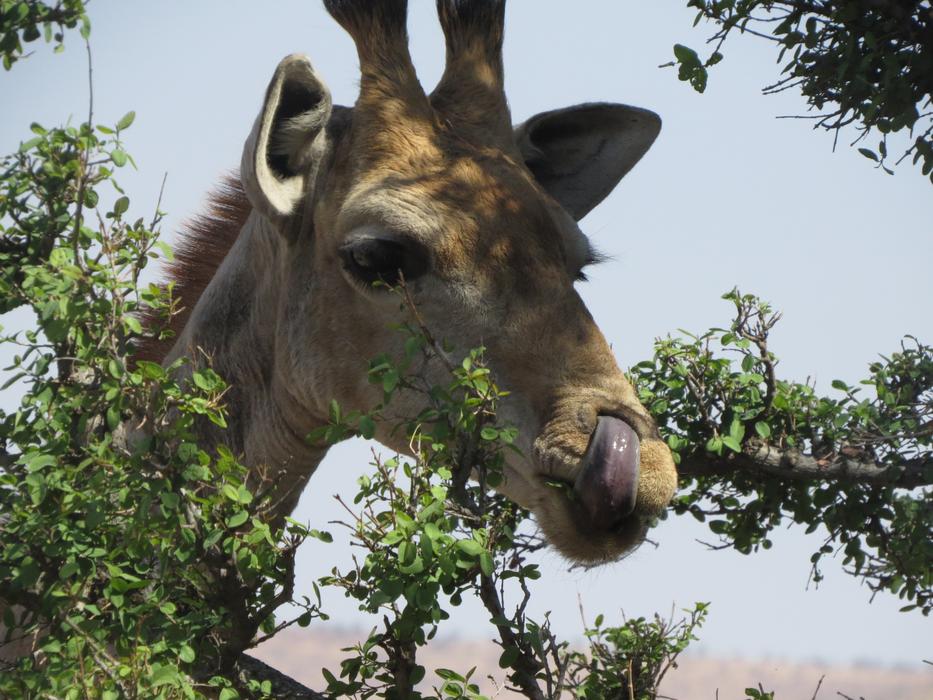 Giraffe Original