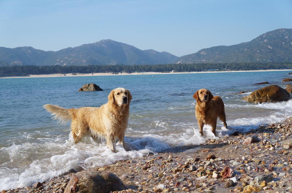 dogs coast landscape