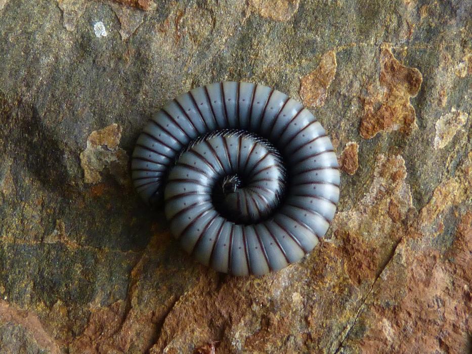 Worm Spiral
