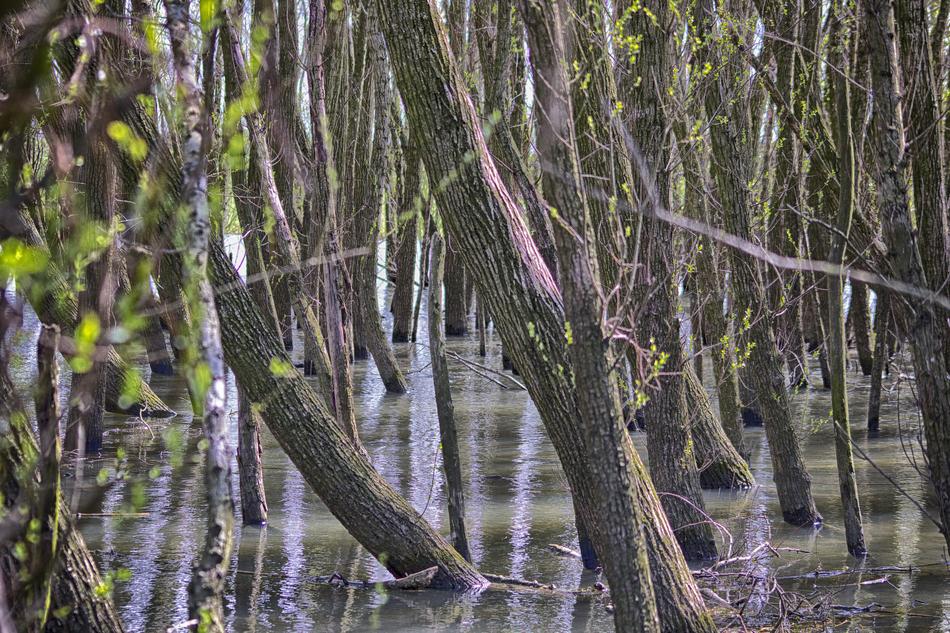 Trees submerged in water