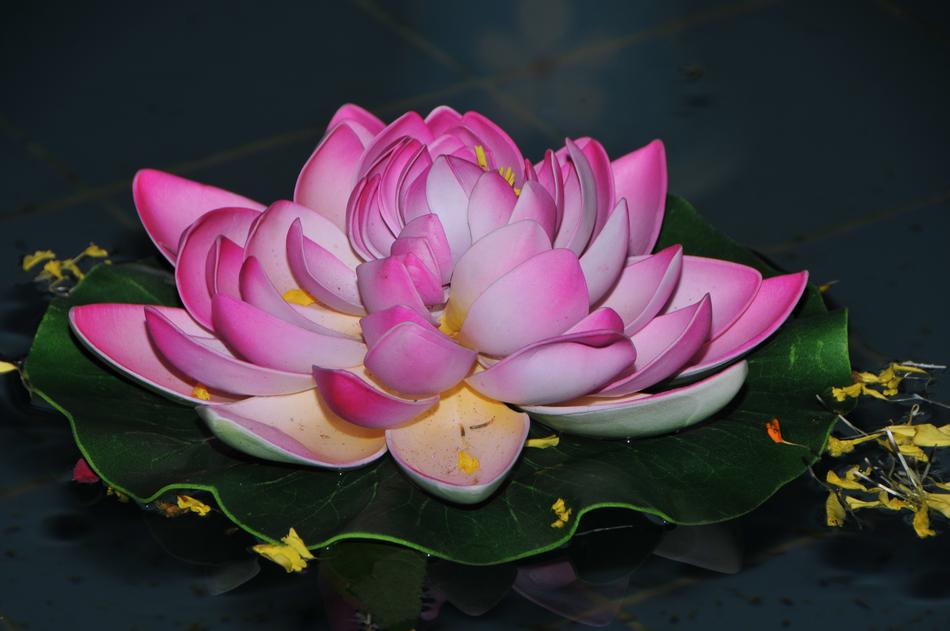 Lotus with pink edges on petals