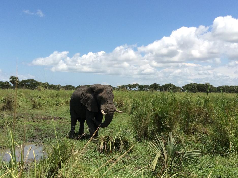 Elephant Safari Game Drive