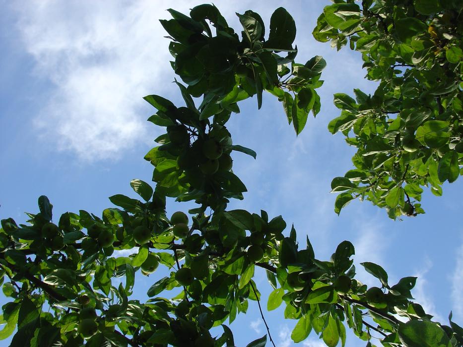Summer Foliage Tree