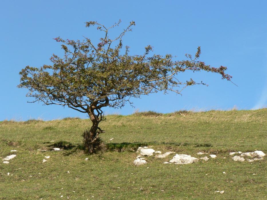 tree standing in a field