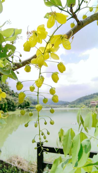 Golden Rain Tree near the lake