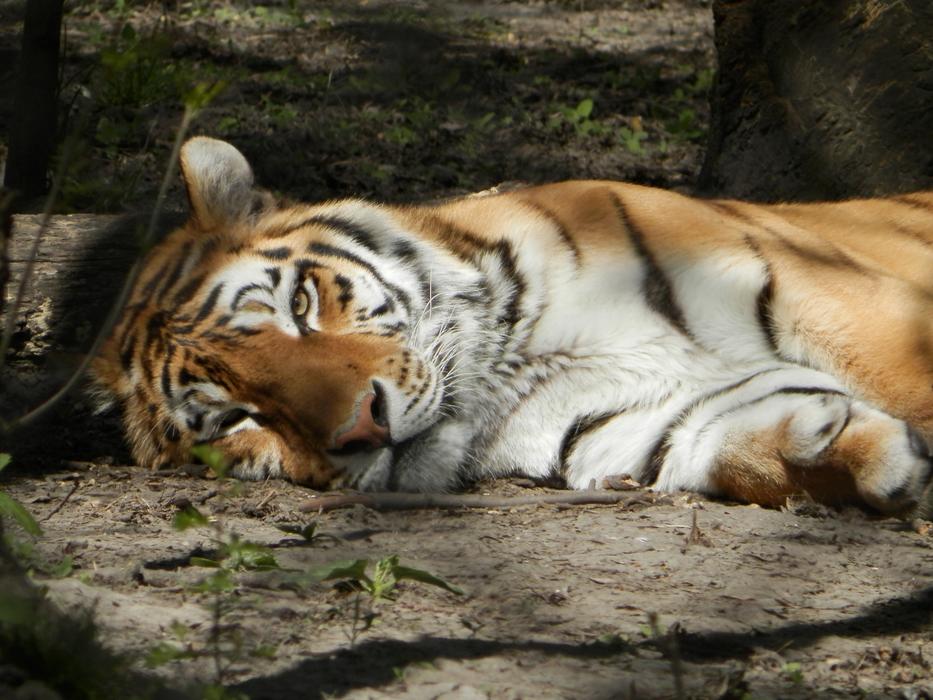 lying tiger in the sun