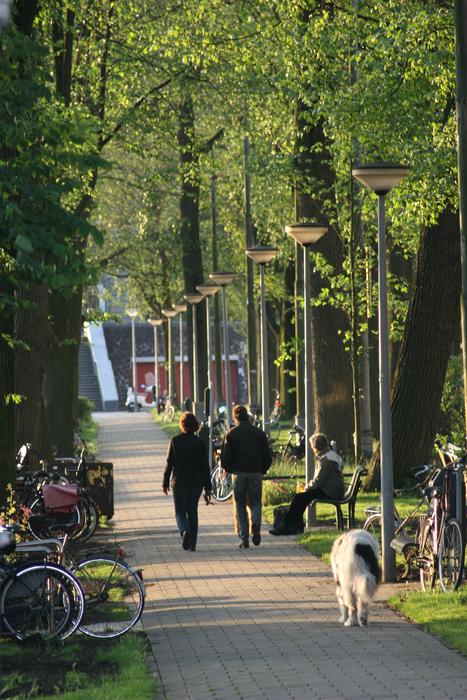 People walking in the park with a dog