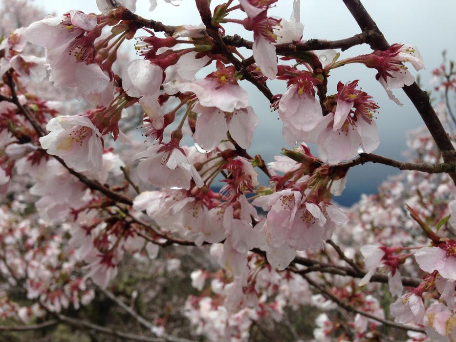 pink Cherry Blossoms flowering
