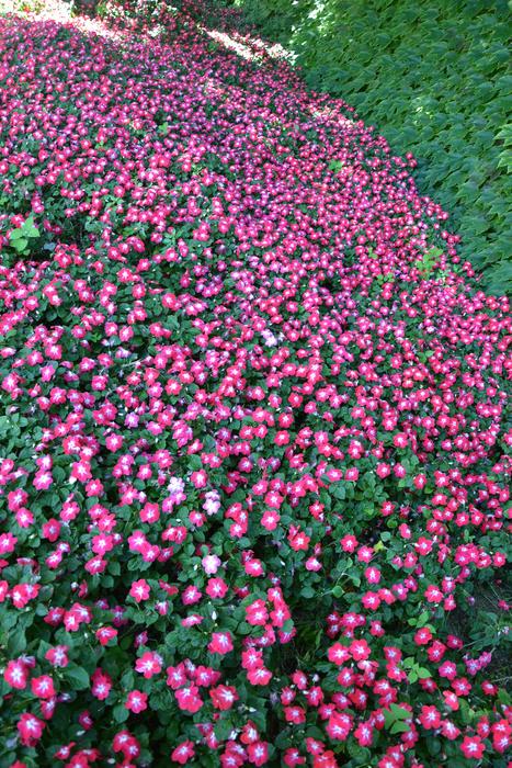 Flowers Fuchsia