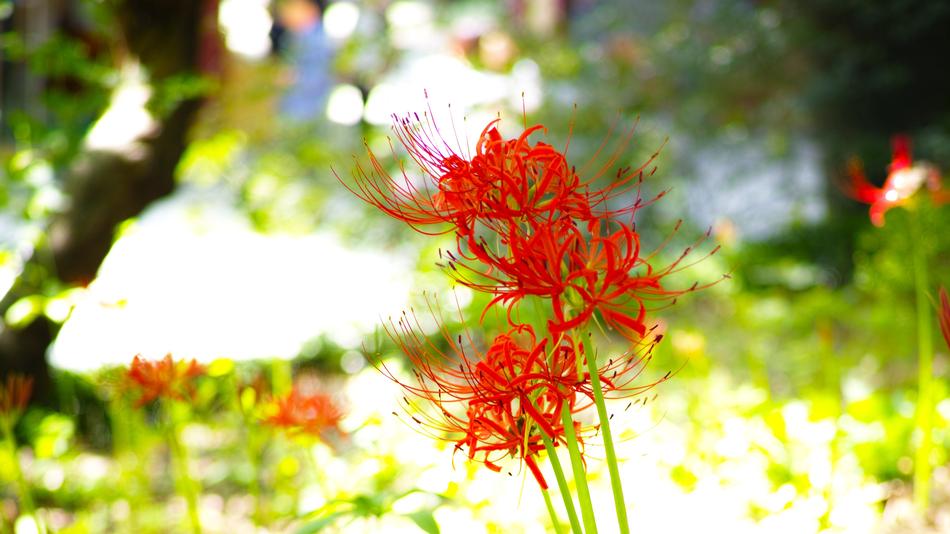 Flowers For Xishan Red