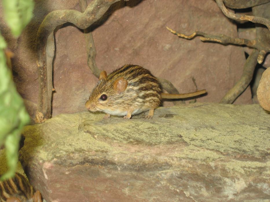 Racing Sweet Mouse