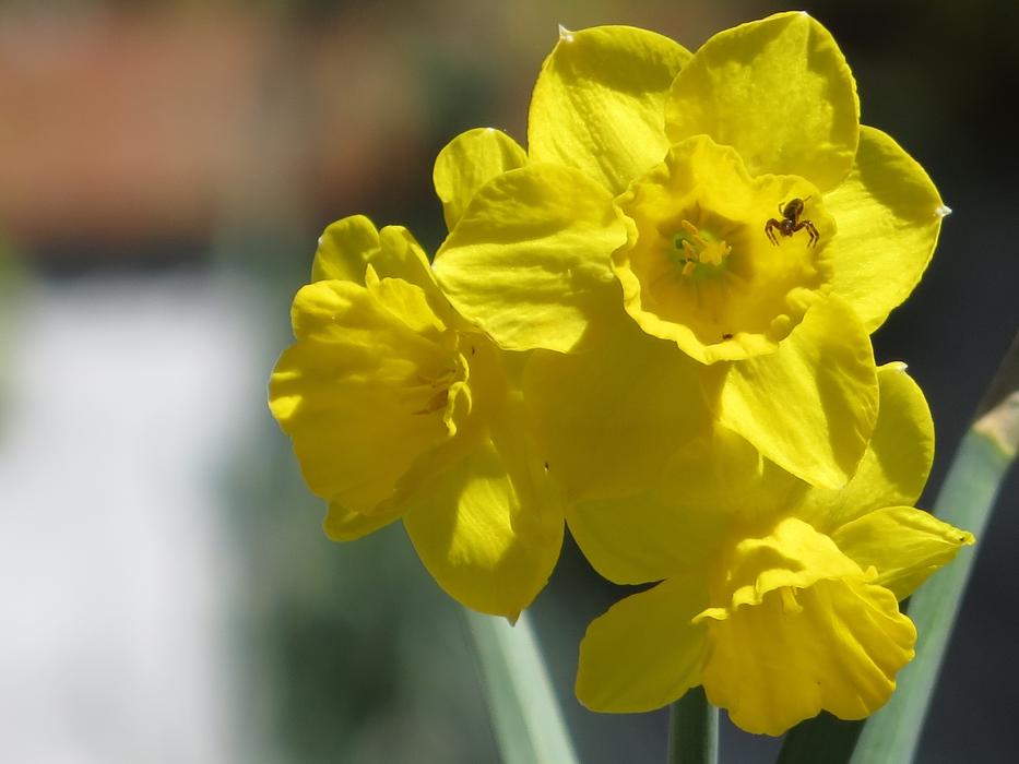 tiny Spider on daffodil flower at blur background