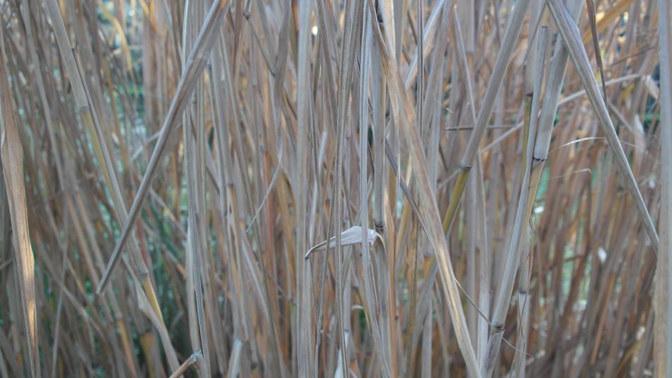 Zen Reeds Garden