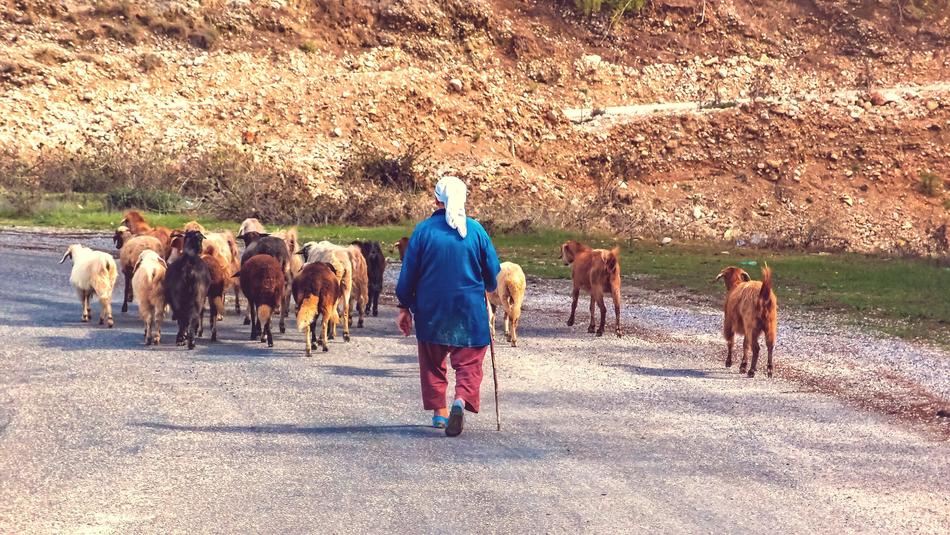 Shepherdess SchÃ¤fer Goats