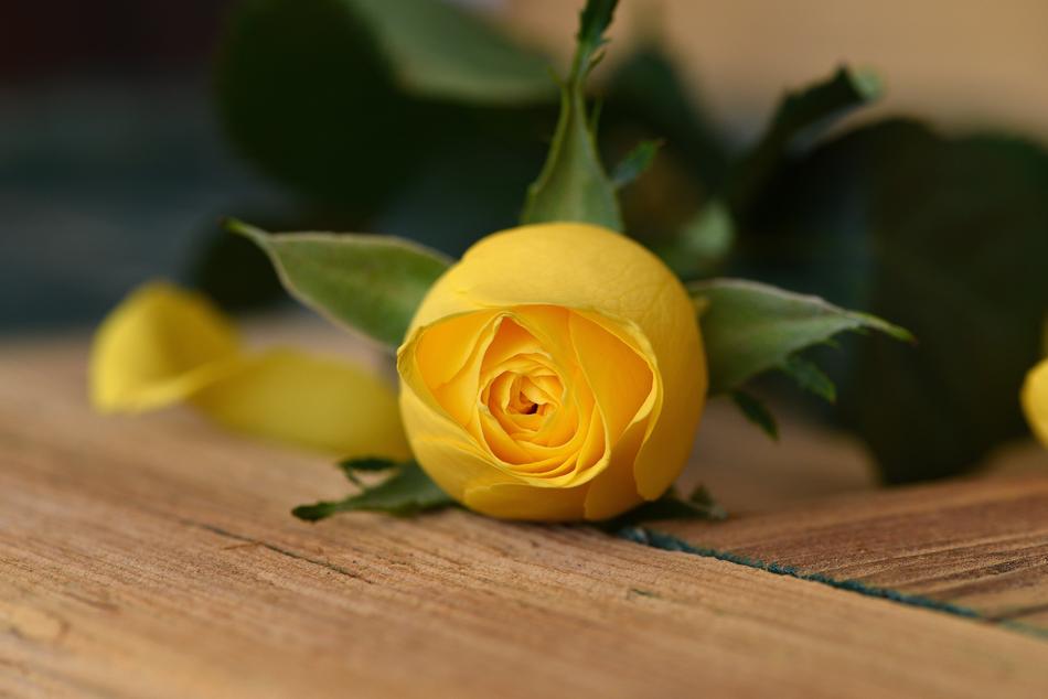 Rose Flower Blossom