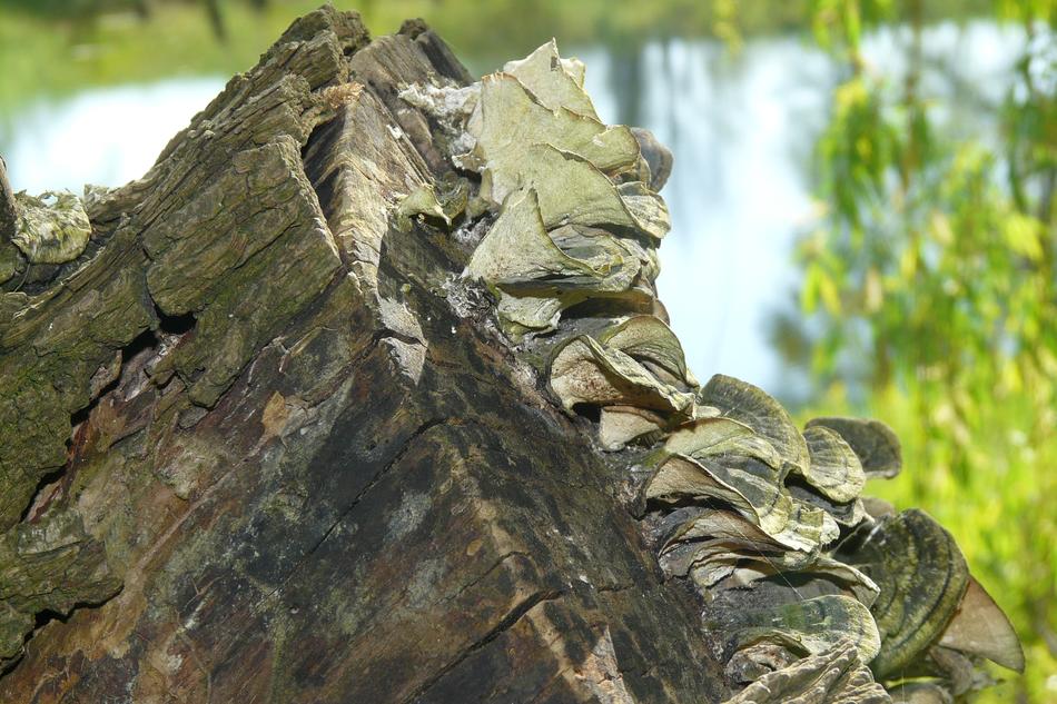 closeup view of Mushrooms On Tree bark