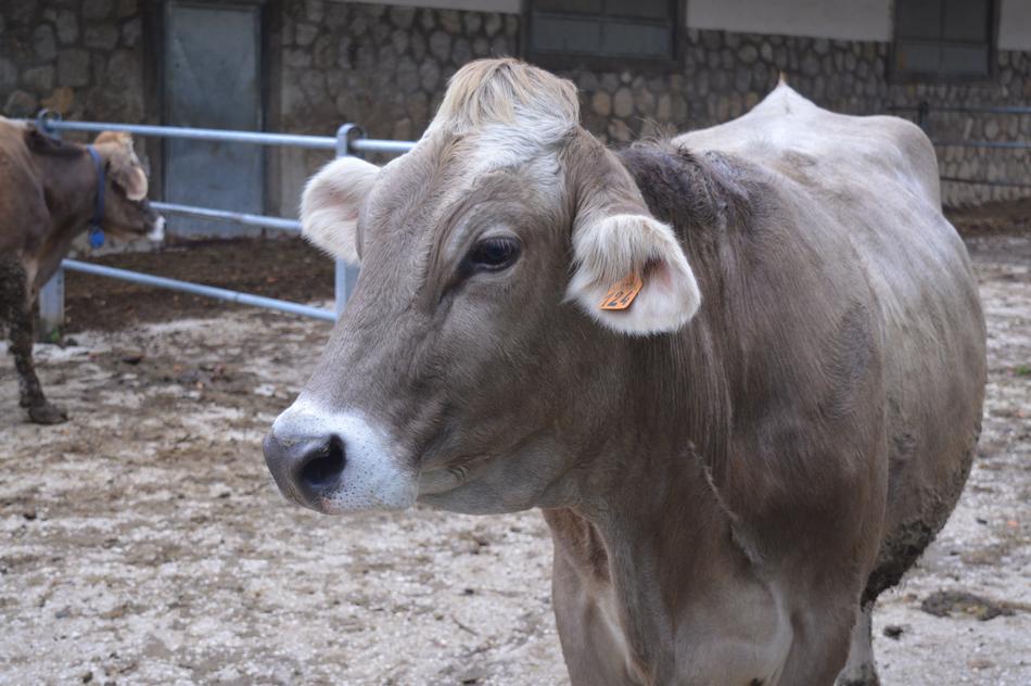 Cow Farm
