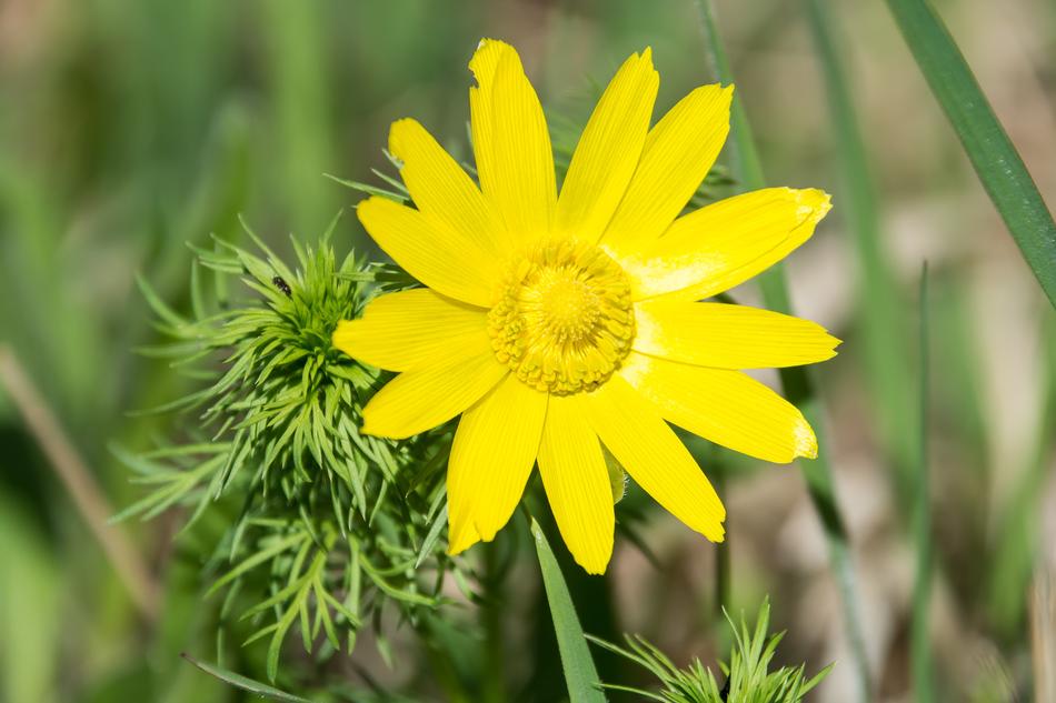 Close-up of the beautiful, blossoming, yellow flower among the green leaves