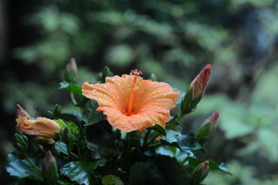 Flower After Rain