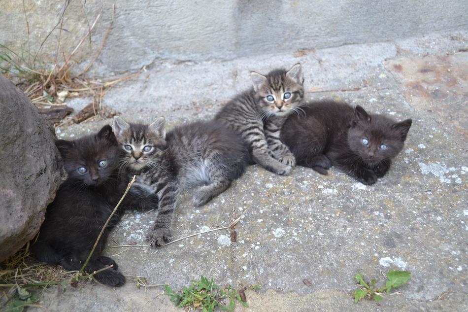 street cute kittens