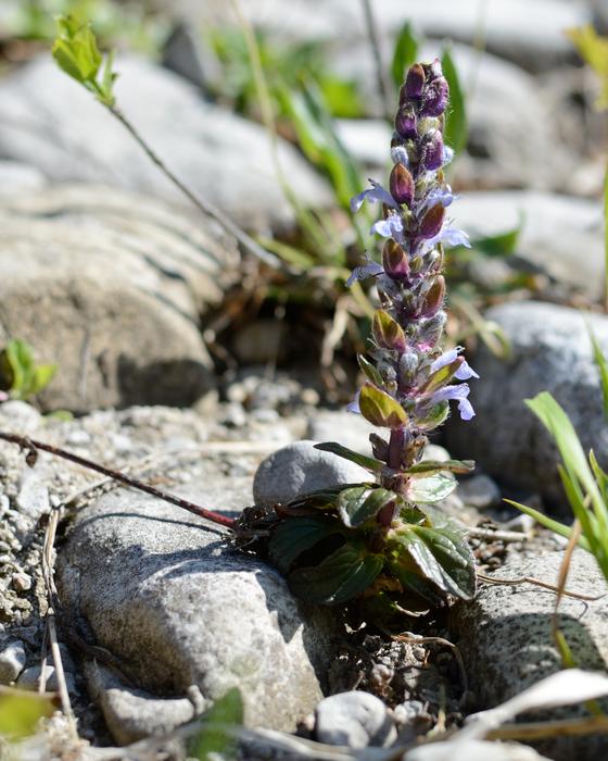 Close-up of the beautiful and colorful bugle plant with flowers, among the rocks