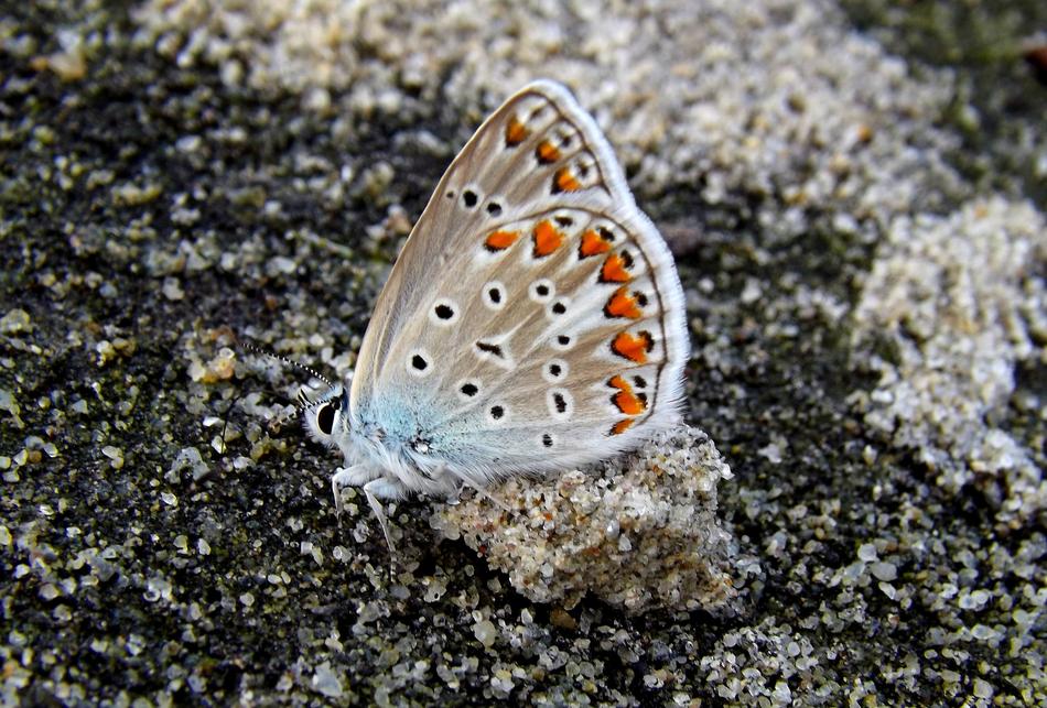 Butterfly Coloring Sand