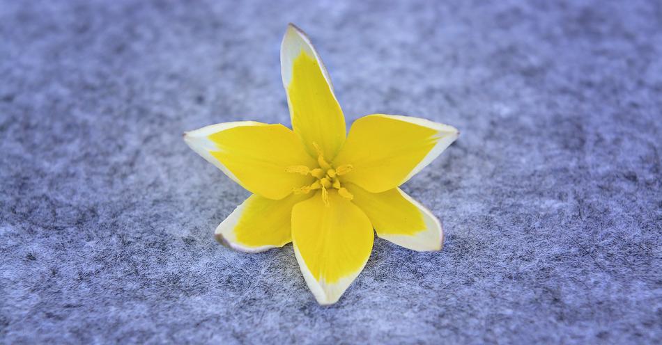 star tulip on blue background