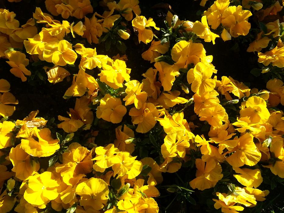 Yellow lindau Bloom at Spring