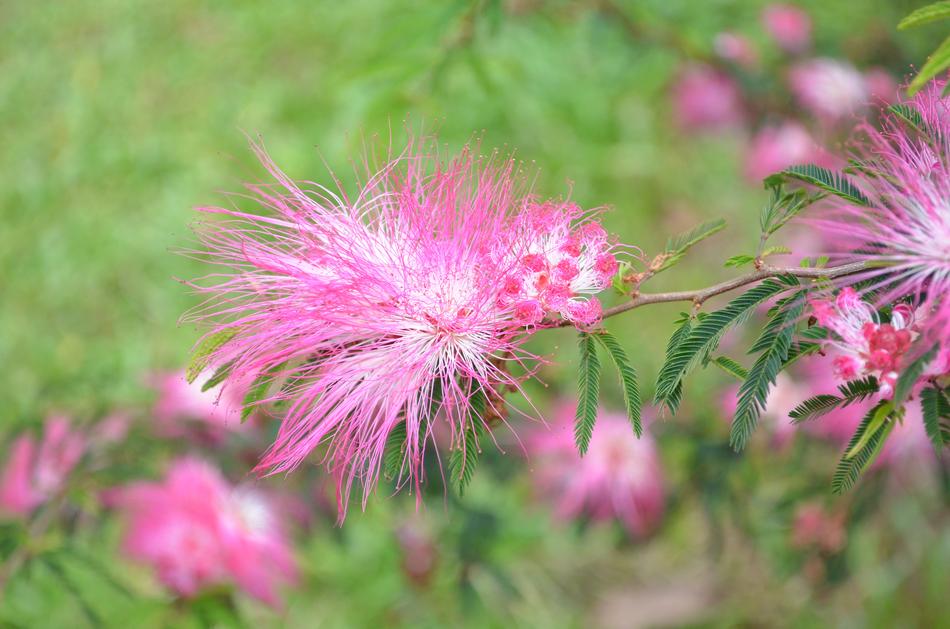 Close-up of the beautiful, pink and white plush flowers
