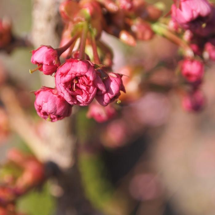 Blossom Buttons Pink