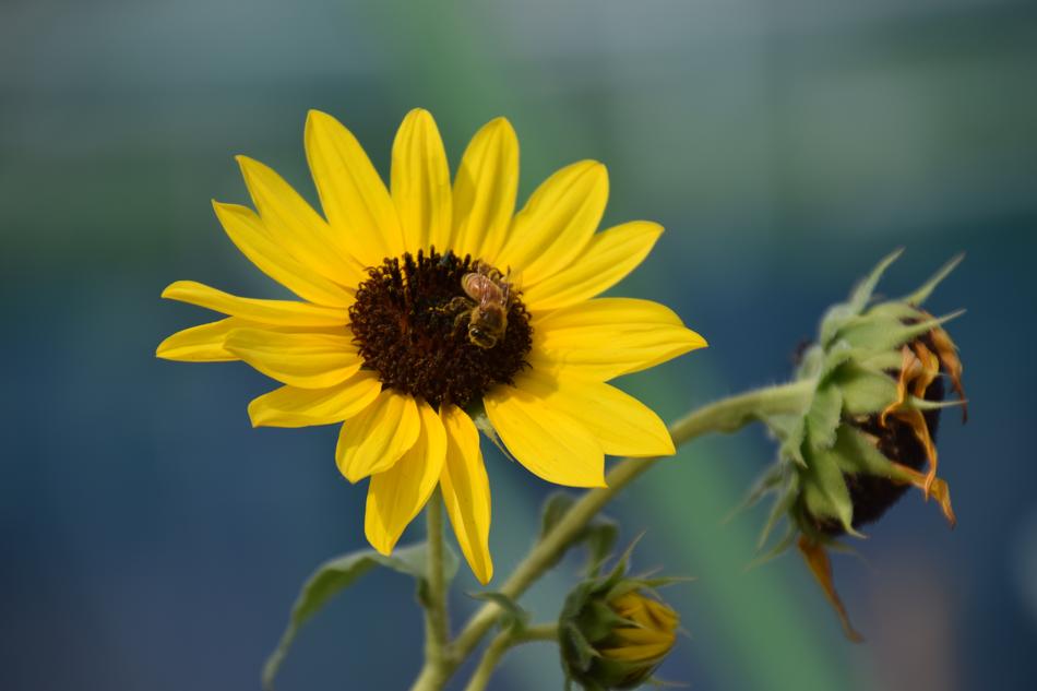 Close-up of the beautiful, yellow and brown sunflowers with bees