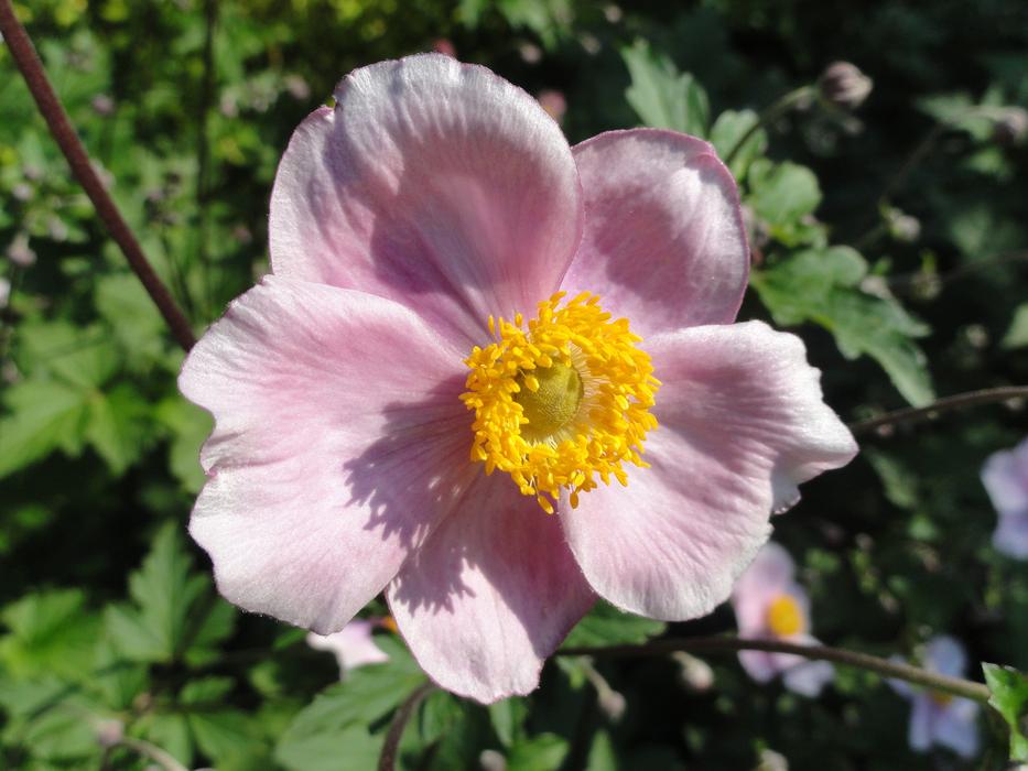 Anemone Tomentosa Robustissima close-up on blurred background