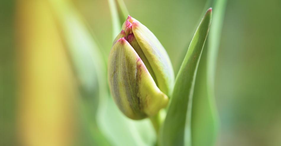 Closed Flower Tulip at Spring