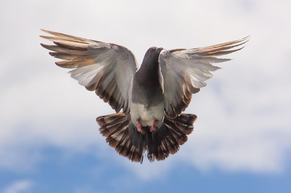 wonderful Pigeon Bird