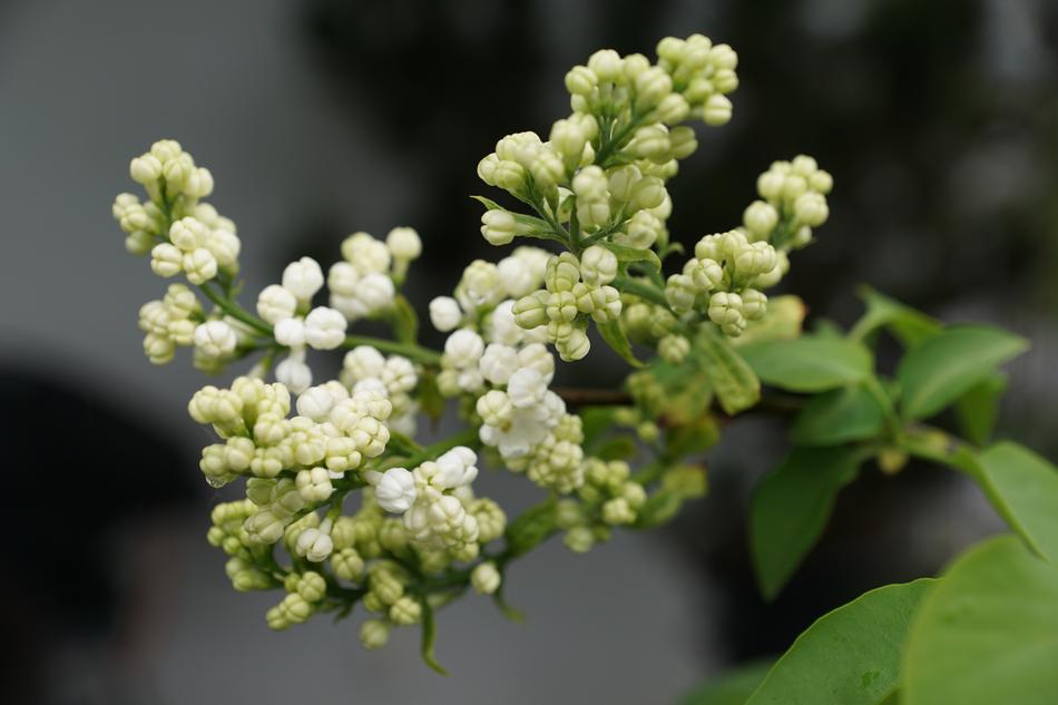 little flowers on the foliage landscape