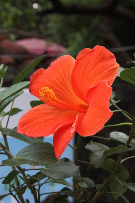 Flower Flowers Showy