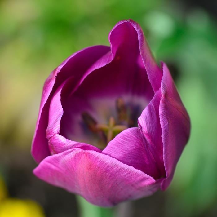 Tulip, purple Flower at blur background