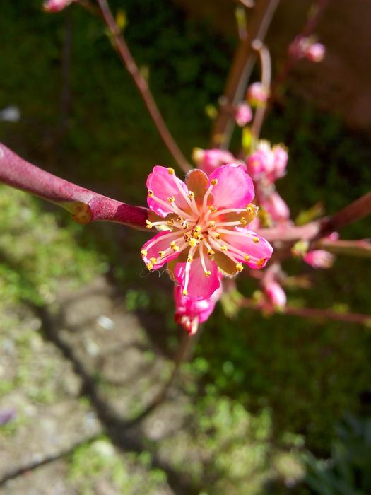 pink Peach Flower in garden
