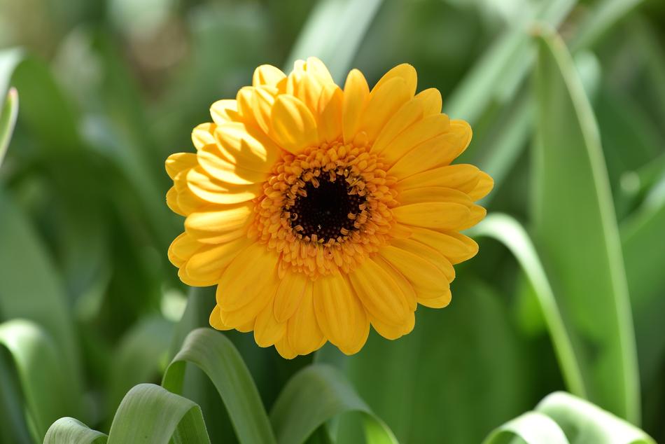 yellow Gerbera Flower Blossom in garden