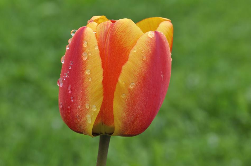 Tulip Flower Blossom