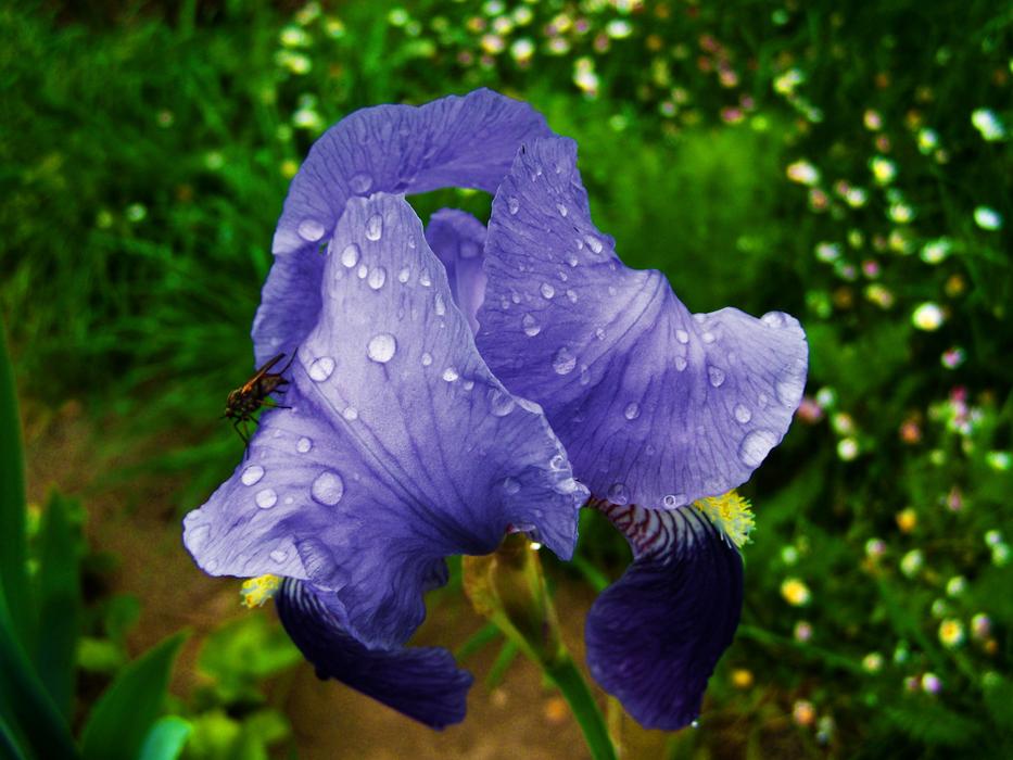 wet flower in the garden