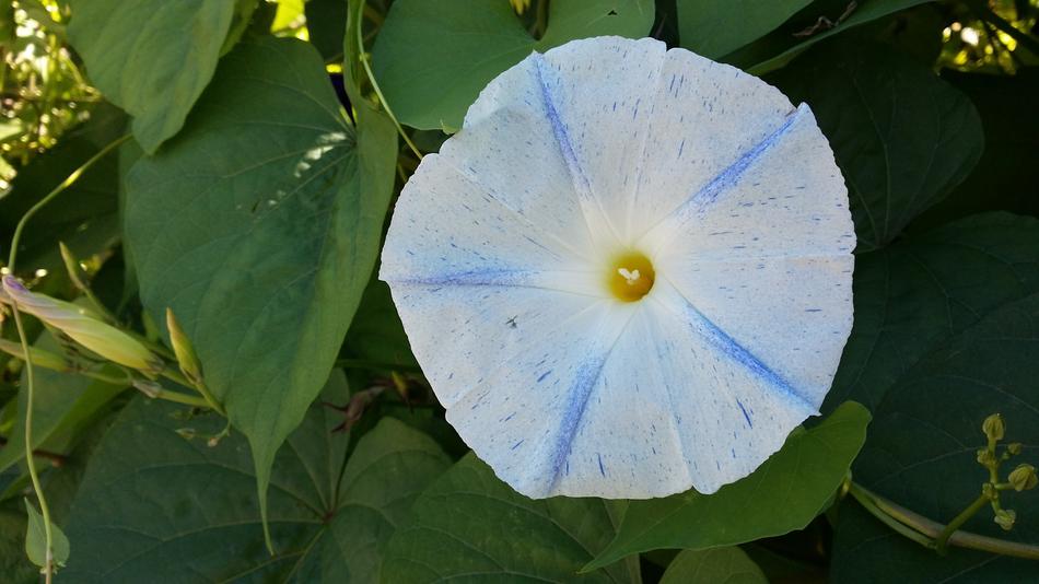 Close-up of the beautiful, white, blue and yellow morning glory flower with green leaves, in the summer