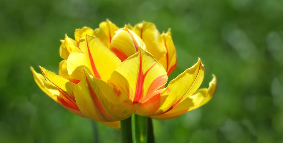 Tulip Flower Blossom