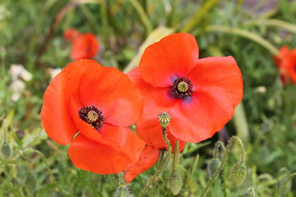 poppies in the grass in a blurred background